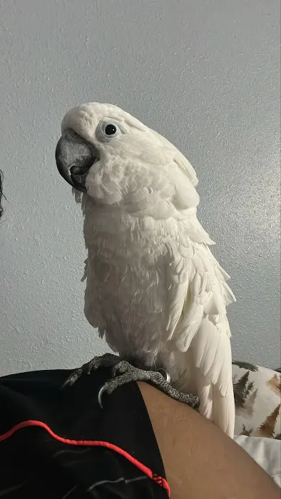 Cheech Exotic Pets Picture 6