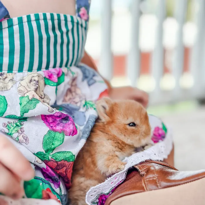 Adora Bunny Picture 4