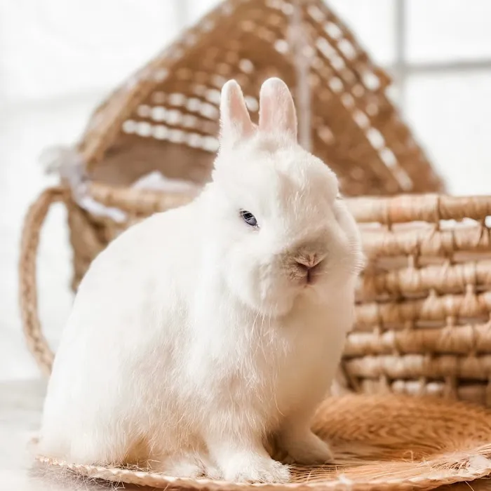 Adora Bunny Picture 1