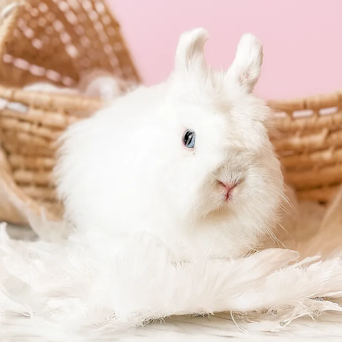 Adora Bunny Picture 8