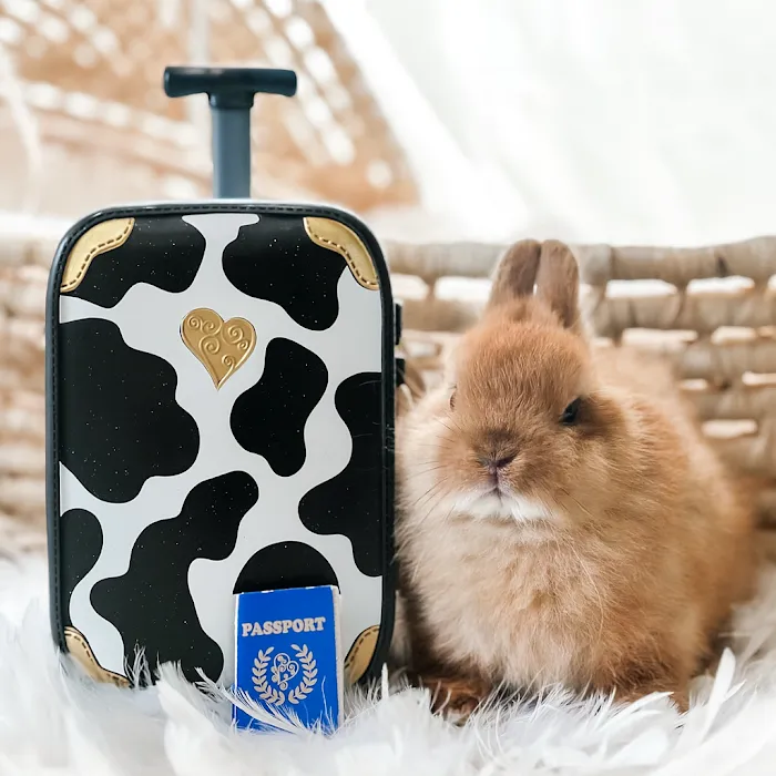 Adora Bunny Picture 10