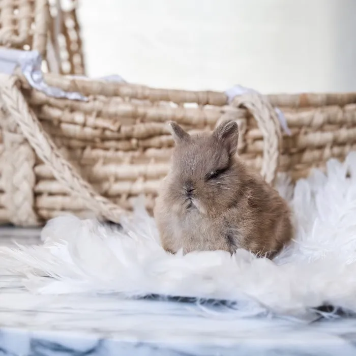 Adora Bunny Picture 5