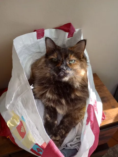 Paw Prints Veterinary Hospital Picture 1