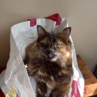 Paw Prints Veterinary Hospital ico