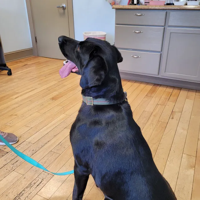 Paw Prints Veterinary Hospital Picture 3