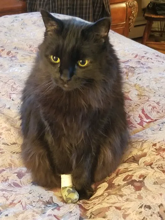 Flemington Veterinary Hospital Picture 9