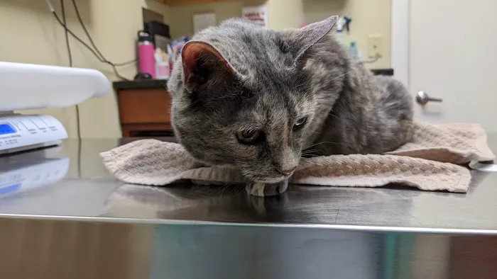 Flemington Veterinary Hospital: Betz Peter F DVM Picture 1