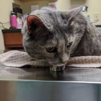 Flemington Veterinary Hospital: Betz Peter F DVM ico