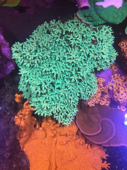 Aquariums of the Bay Picture 10