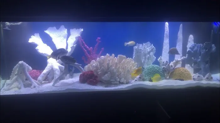 Aquariums of the Bay Picture 1