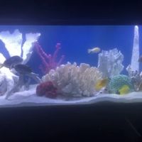 Aquariums of the Bay ico