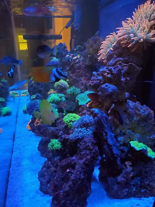 Aquariums of the Bay Picture 2