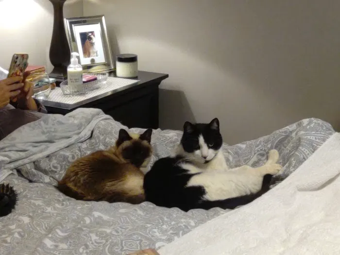 Voorhees Corner Vet Clinic Picture 2