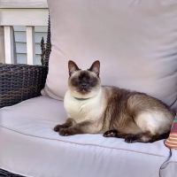 Voorhees Corner Vet Clinic ico