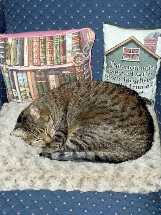 Clover Hill Animal Hospital Picture 5