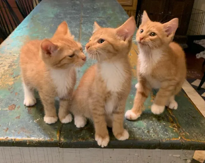 Pura Vida Animal Rescue, Veterinary Health and Wellness Picture 3