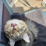 Pura Vida Animal Rescue, Veterinary Health and Wellness