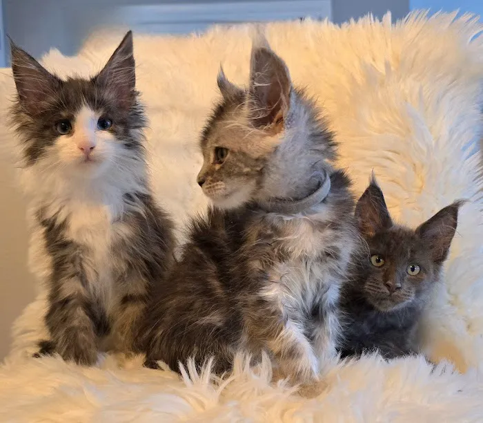 Four Catteries Picture 1