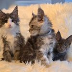 Four Catteries