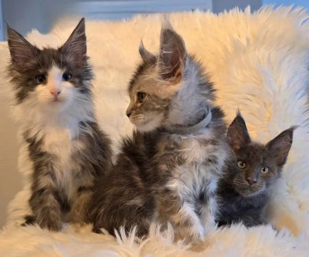 Four Catteries