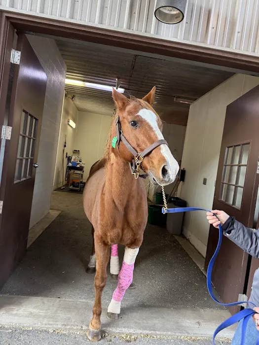 Mid-Atlantic Equine Medical Center Picture 1
