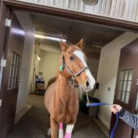 Mid-Atlantic Equine Medical Center ico