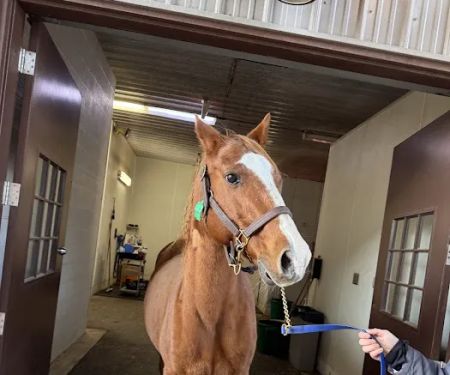 Mid-Atlantic Equine Medical Center