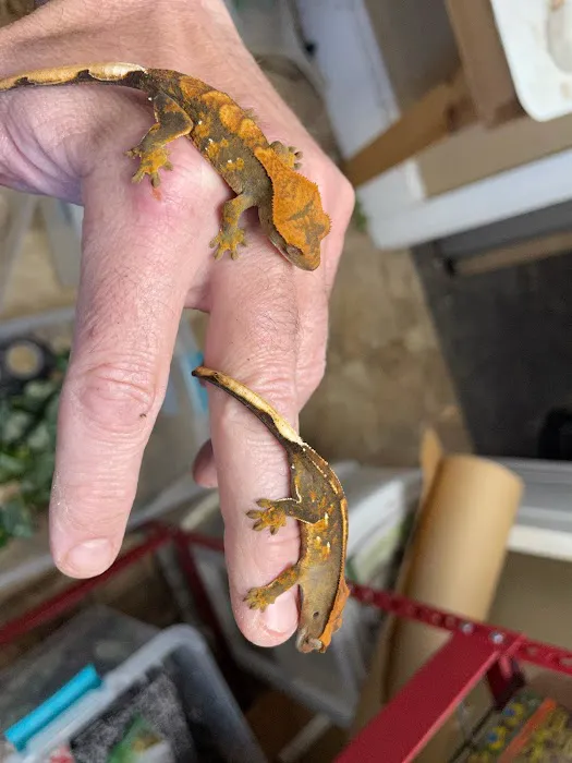 Reptiles for sale from Reptiles.com Picture 1