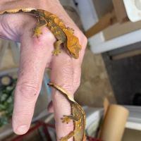 Reptiles for sale from Reptiles.com ico