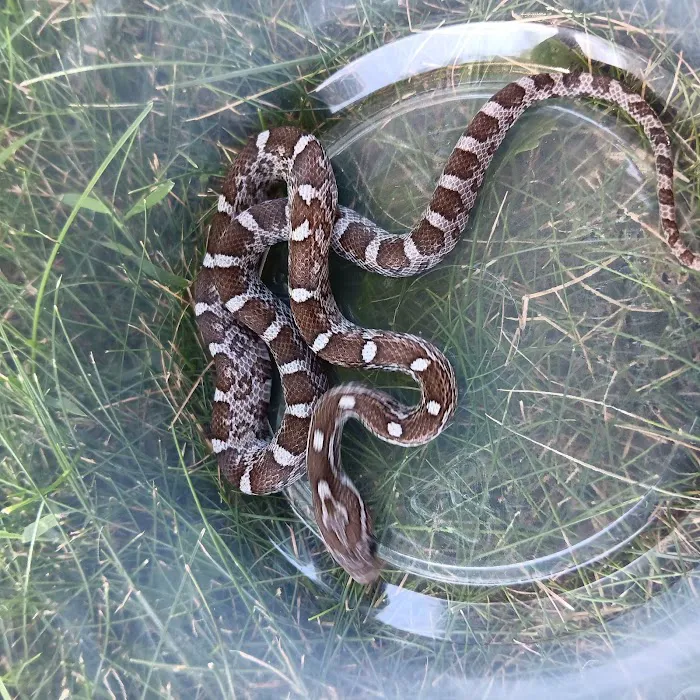 Reptiles for sale from Reptiles.com Picture 3