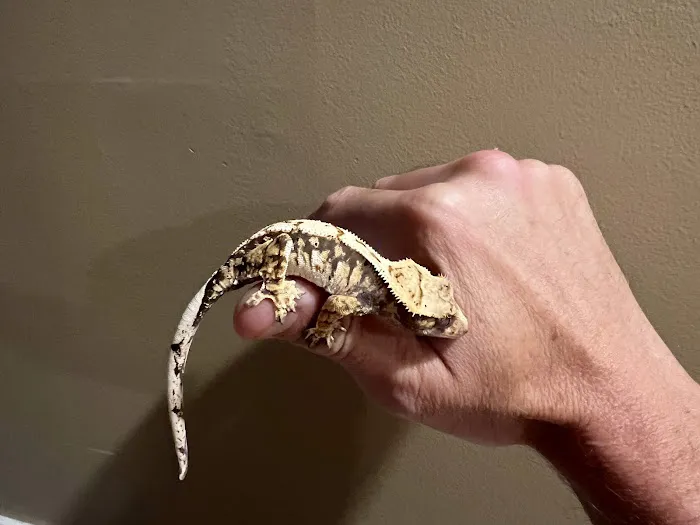 Reptiles for sale from Reptiles.com Picture 4