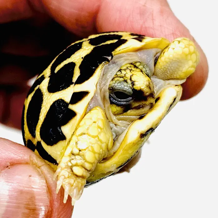 Reptiles for sale from Reptiles.com Picture 5