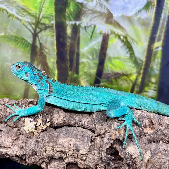 Reptiles for sale from Reptiles.com Picture 6