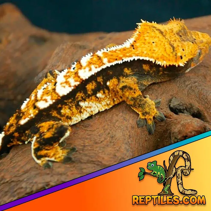 Reptiles for sale from Reptiles.com Picture 7