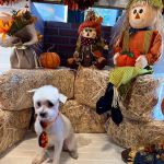 Max's Pet Market & Salon