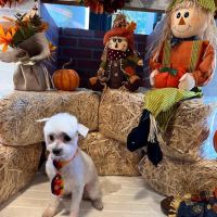 Max's Pet Market & Salon ico