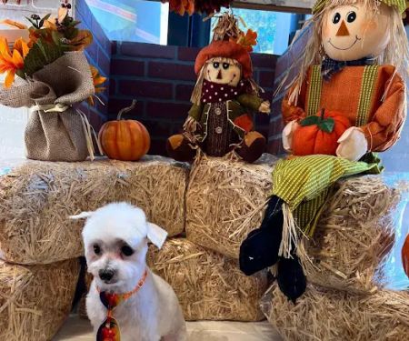 Max's Pet Market & Salon