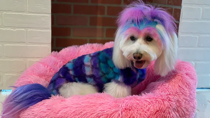 Max's Pet Market & Salon Picture 6