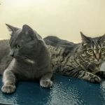 Washington Crossing Animal Hospital