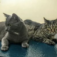 Washington Crossing Animal Hospital ico