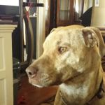Ewing Veterinary Hospital