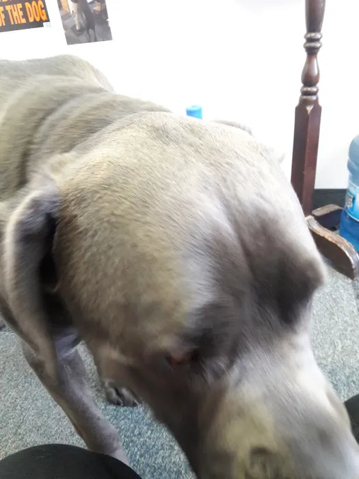 Ewing Veterinary Hospital Picture 5