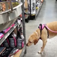 Pet Supplies Plus Land O'Lakes ico