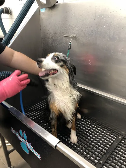 Pet Supplies Plus Land O'Lakes Picture 4