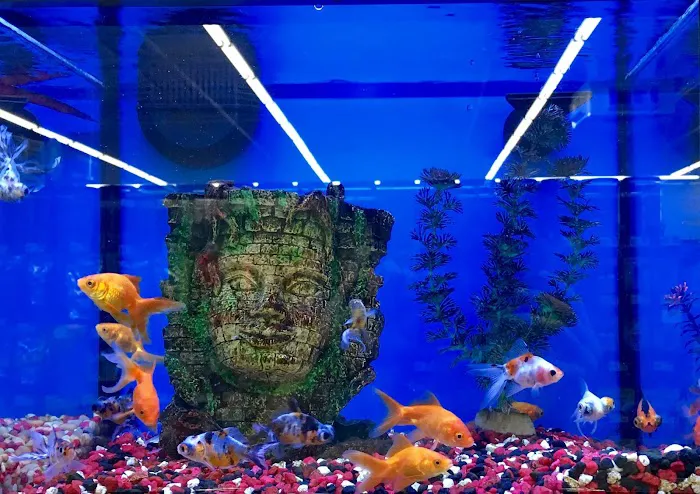 Pet Supplies Plus Land O'Lakes Picture 6