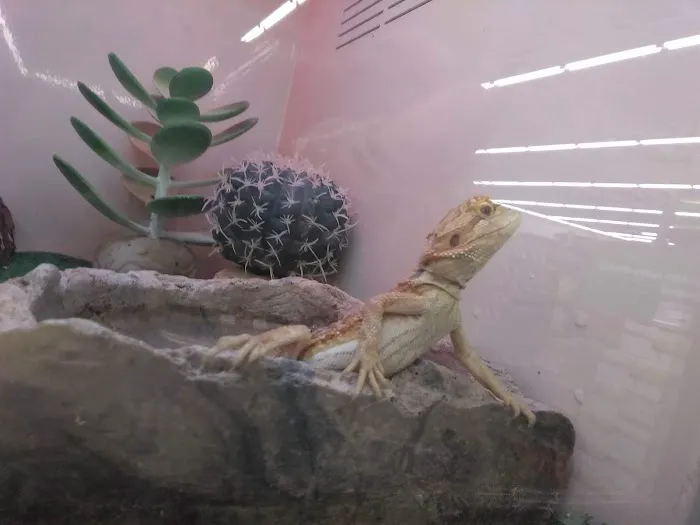 Pet Supplies Plus Land O'Lakes Picture 7