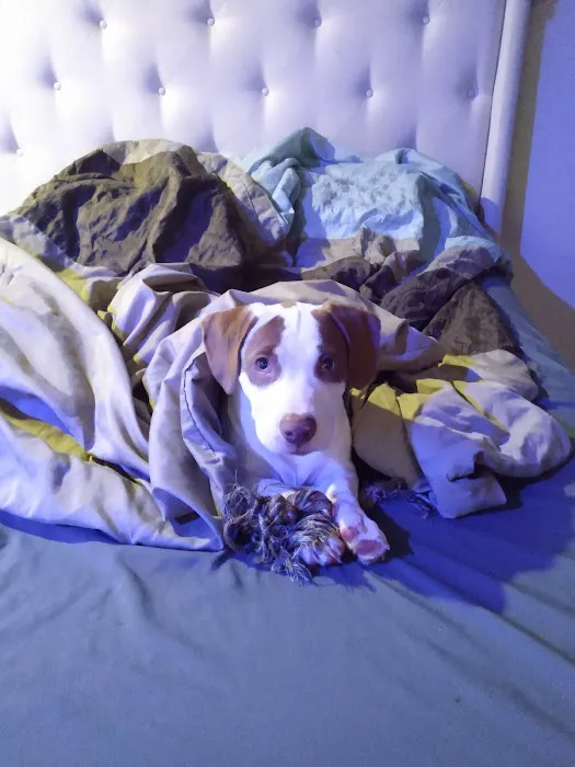 Pet Supplies Plus Land O'Lakes Picture 8