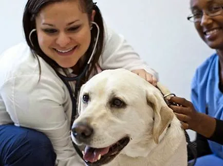 West Trenton Animal Hospital Picture 8