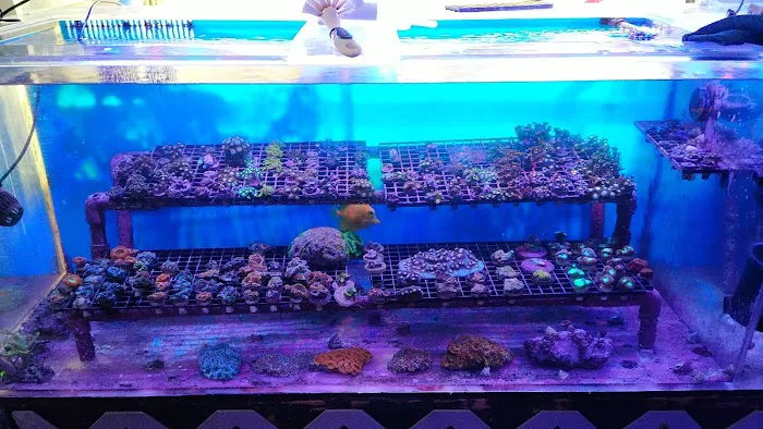 Drysdale Aquarium Inc Picture 2