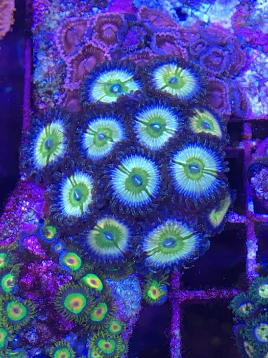 Drysdale Aquarium Inc Picture 3
